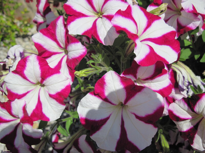 Petunia Flowers — White, Bright, Afternoon