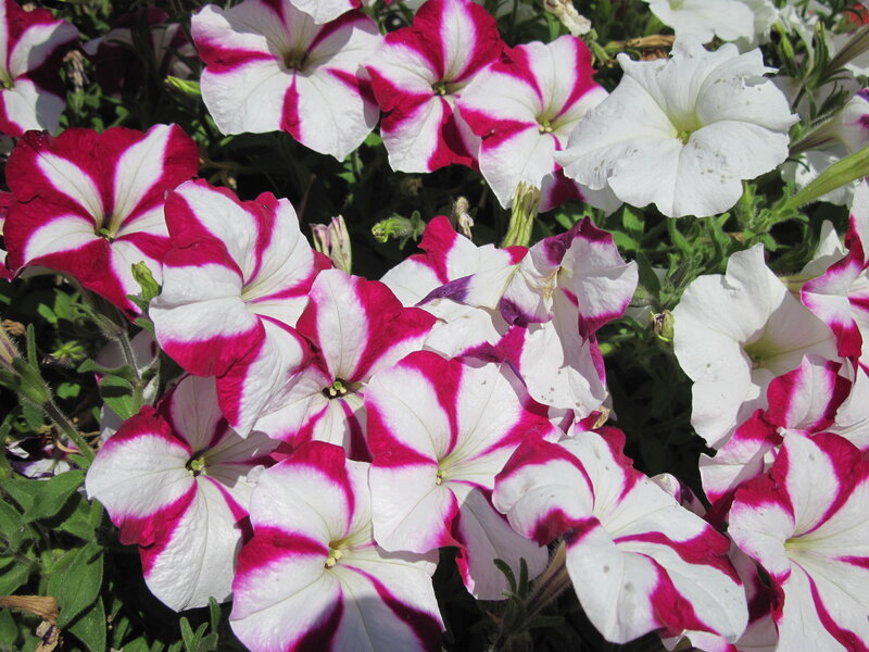 Petunia Flowers — White, Bright