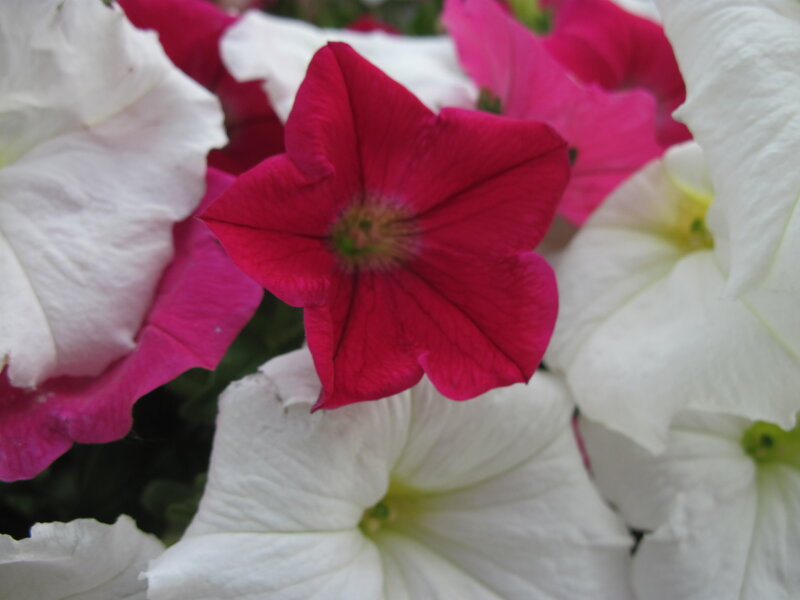 Petunia Flowers — White