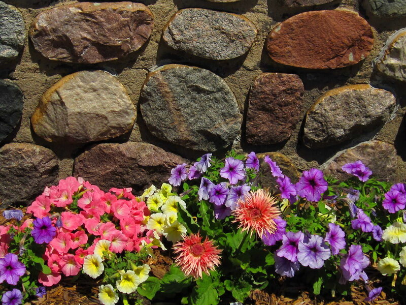 Petunias and Daisies
