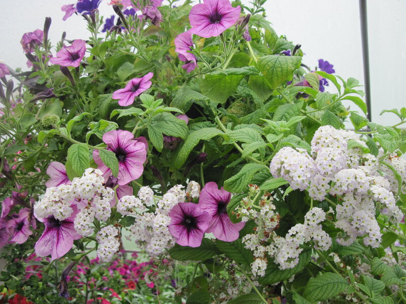 Petunias and Lantana