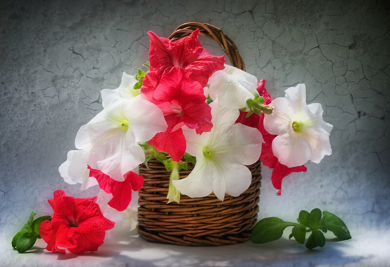 Petunias in a Basket