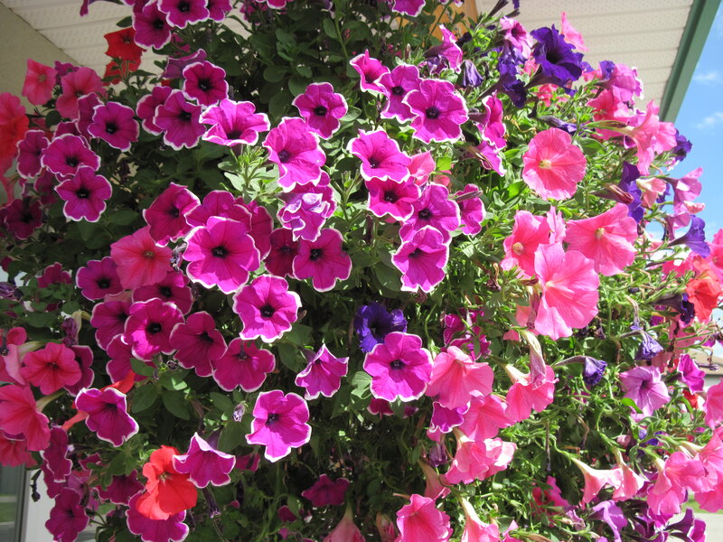 Petunias in Hanging Basket — Pink