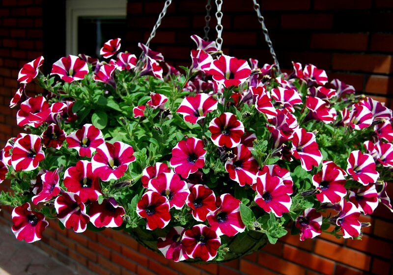Petunias in Hanging Basket