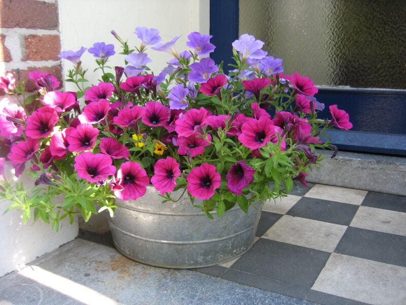 Petunias in Metal Pot