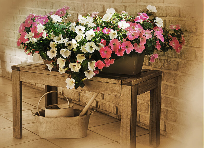 Petunias in Planter