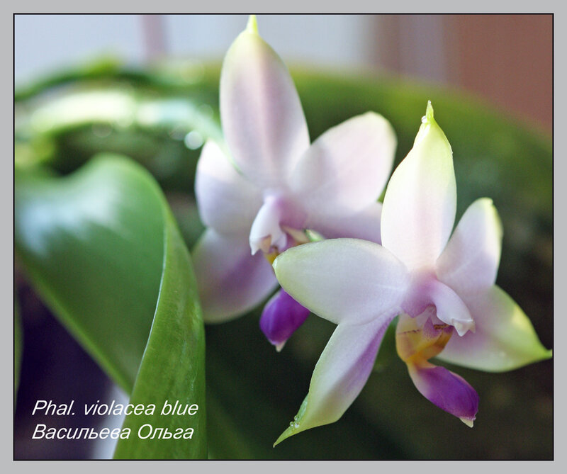 Phal violacea blue orchid