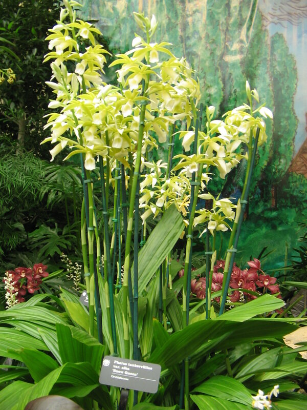 Phalaenopsis orchid display