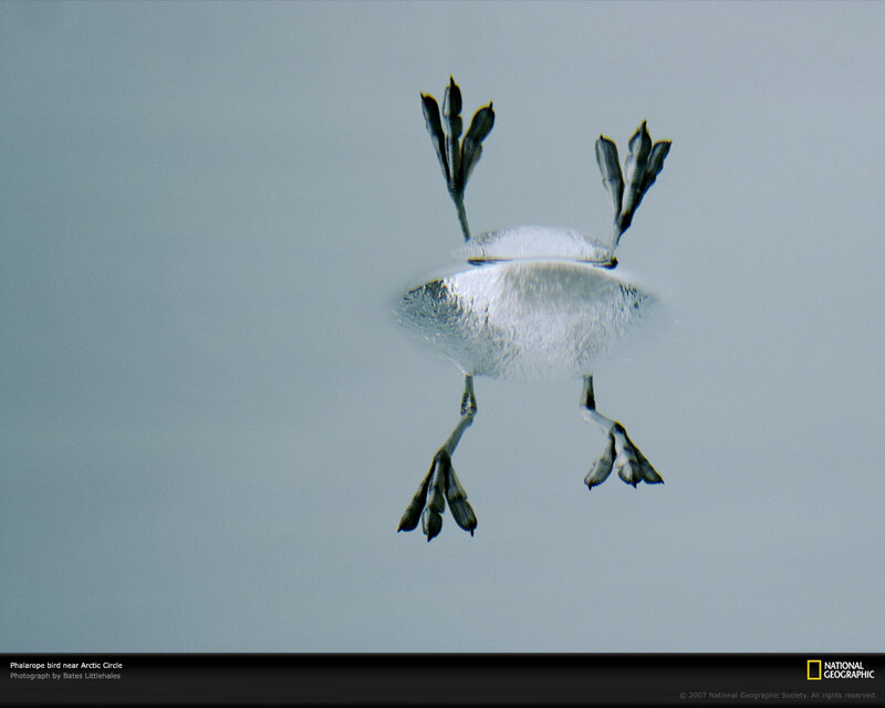 Phalarope Bird in Ice