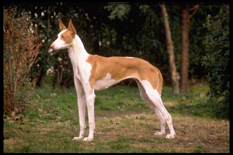 Pharaoh Hound Dog