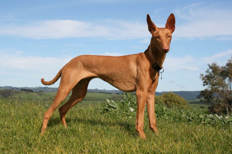 Pharaoh Hound in Field