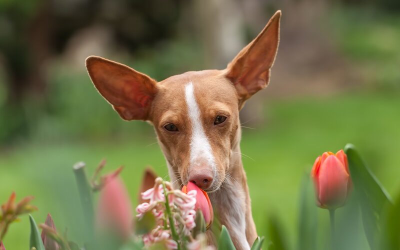 Pharaoh Hound Sniffing Tulips