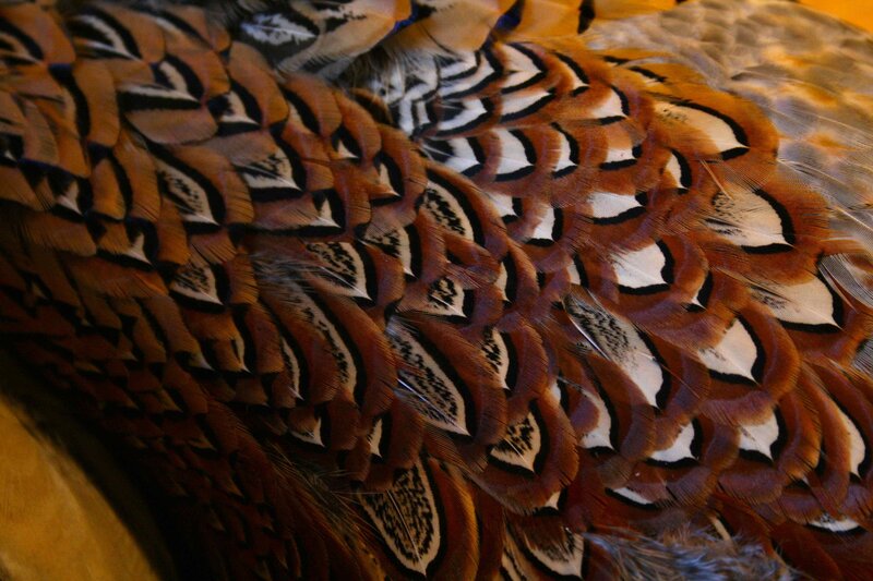Pheasant Feathers