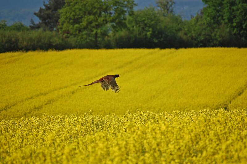Pheasant flying over a canola field