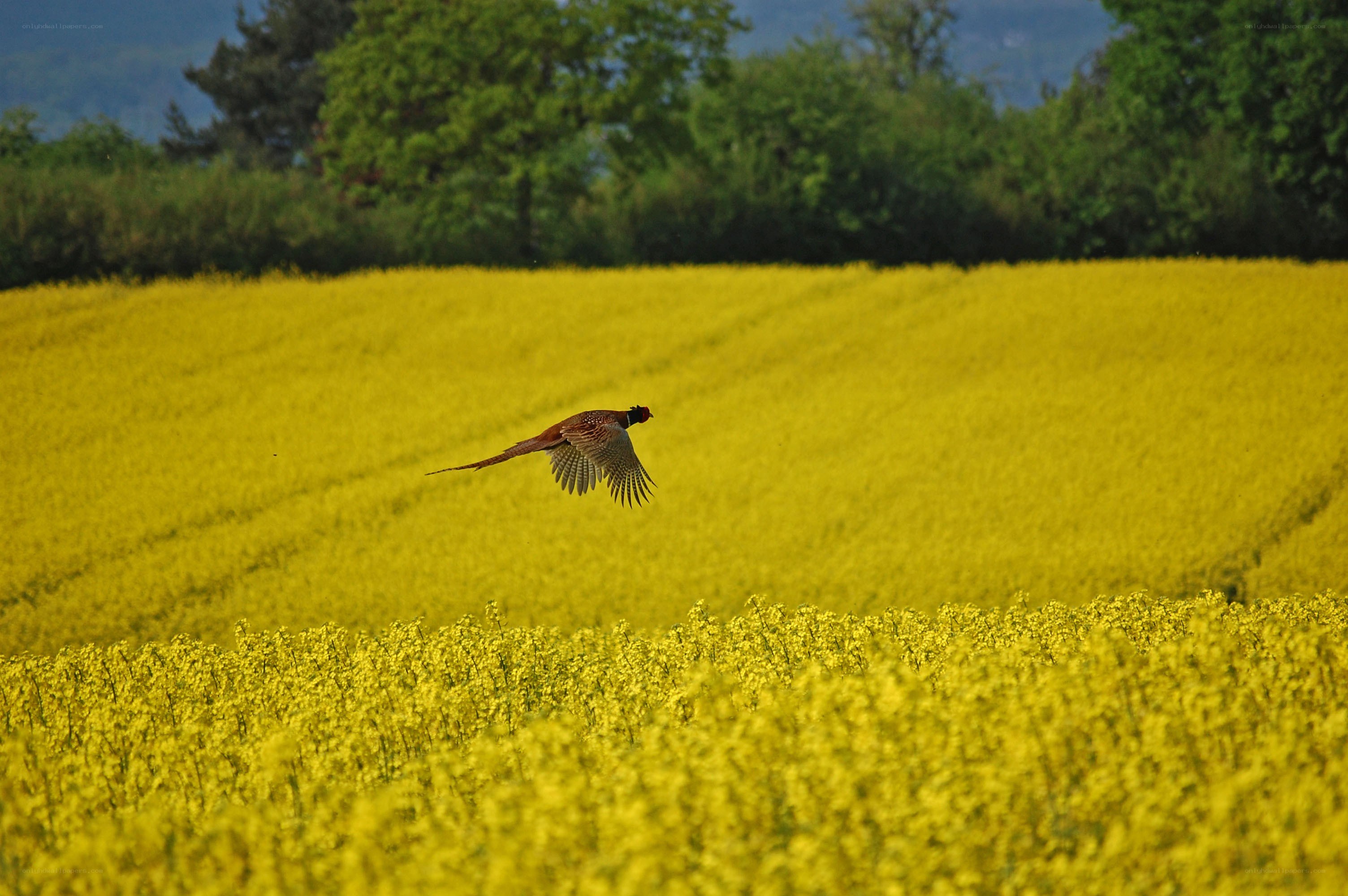 Pheasant flying over a canola field