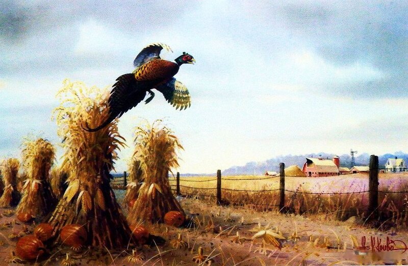 Pheasant Flying over Corn