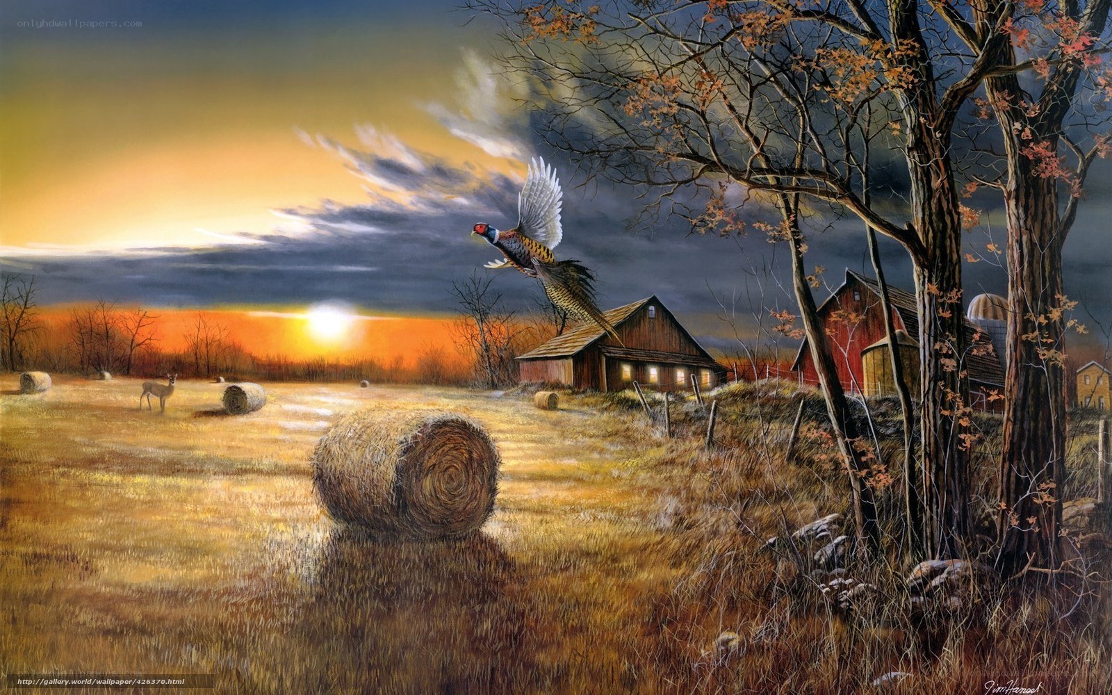 Pheasant in a Farm Field