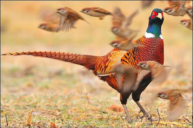 Pheasant in a Field — Brown
