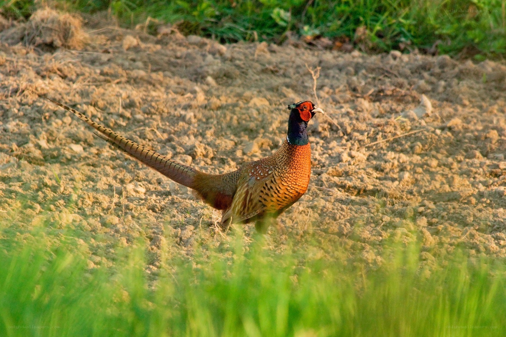 Pheasant in a field