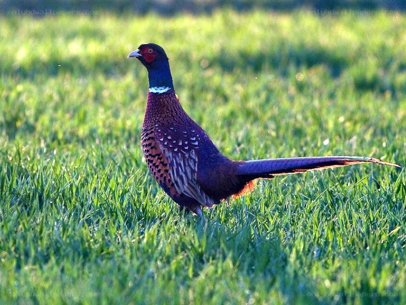 Pheasant in a grassy field