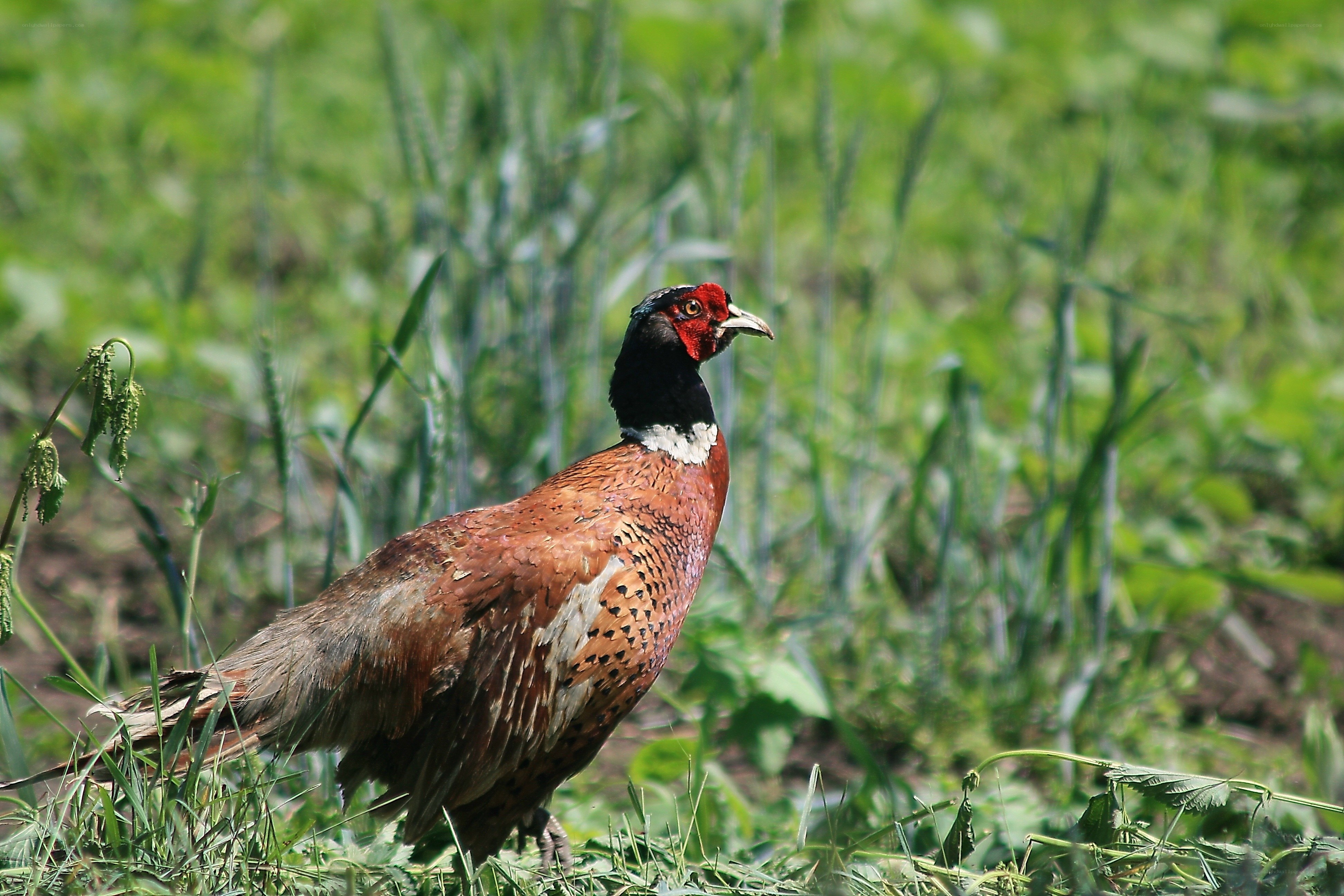 Pheasant in a green field