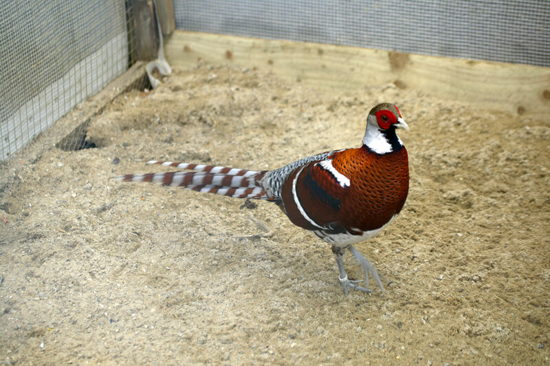 pheasant in an enclosure