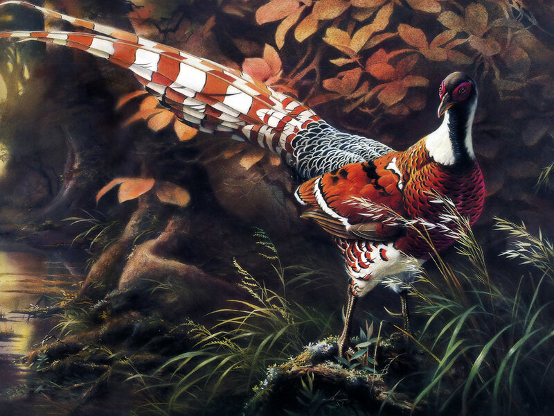 pheasant in autumn forest