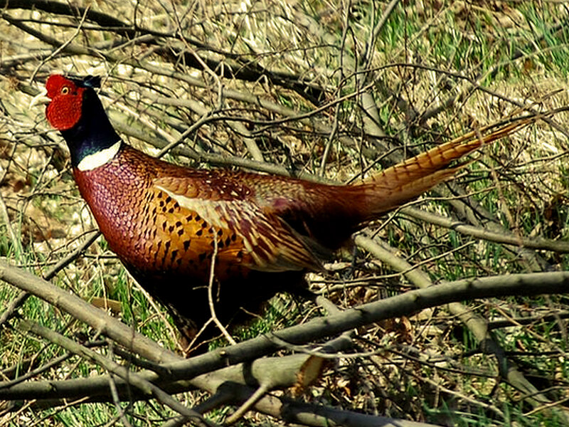 Pheasant in Brush
