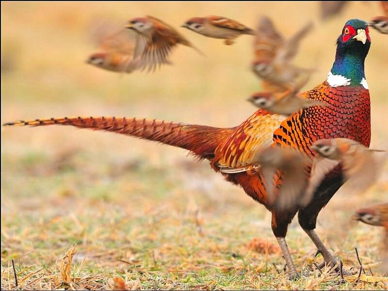 Pheasant in Field