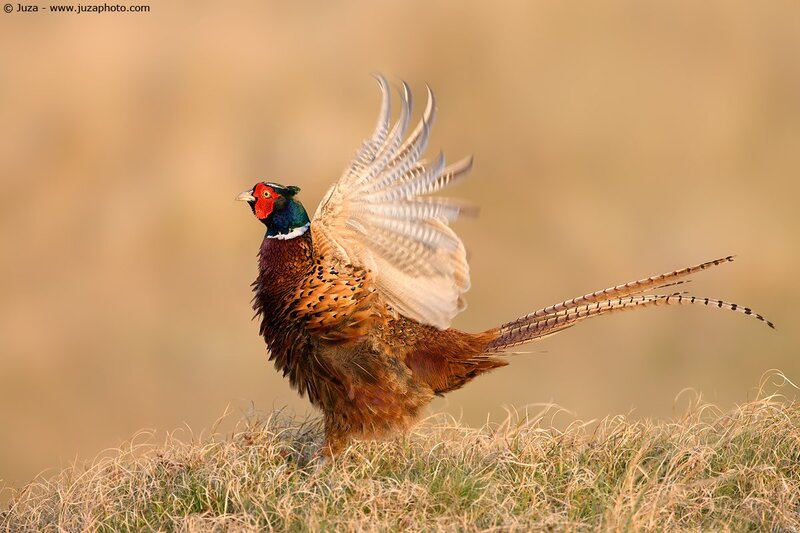 Pheasant in flight