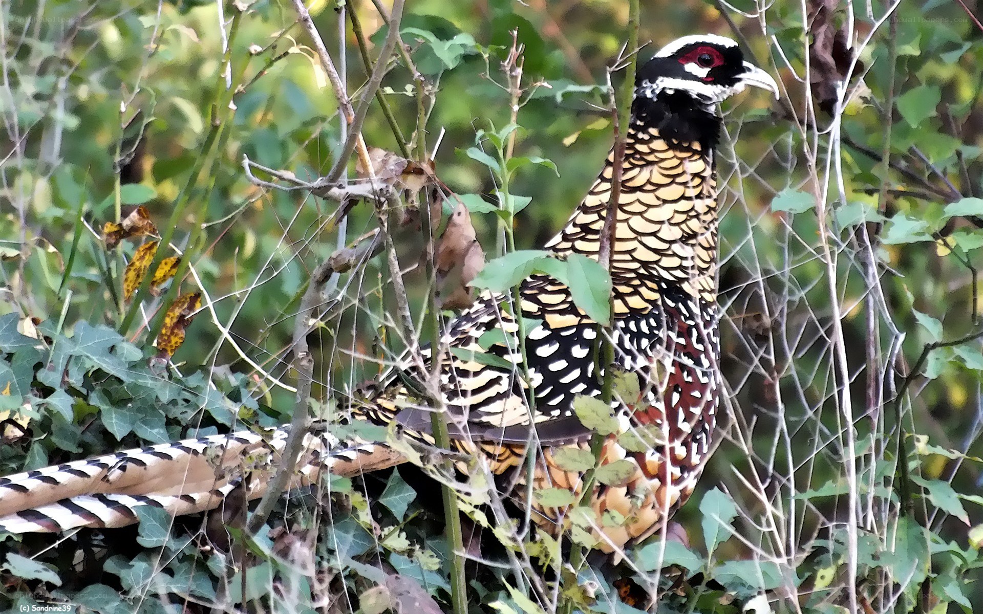 pheasant in foliage