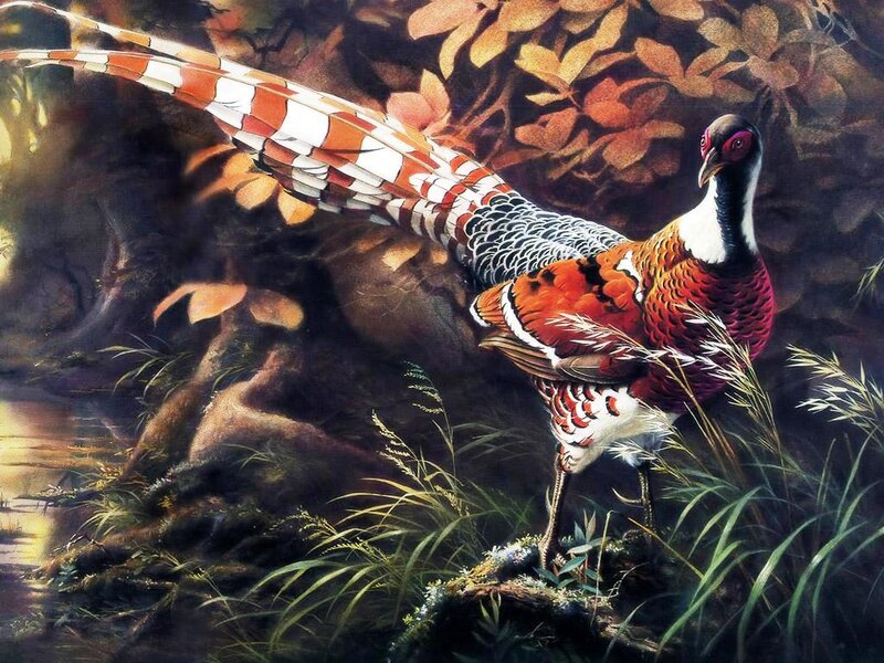 Pheasant in Forest