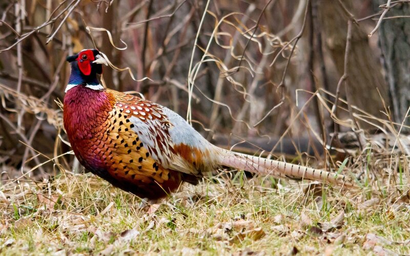 Pheasant in Grass — Brown