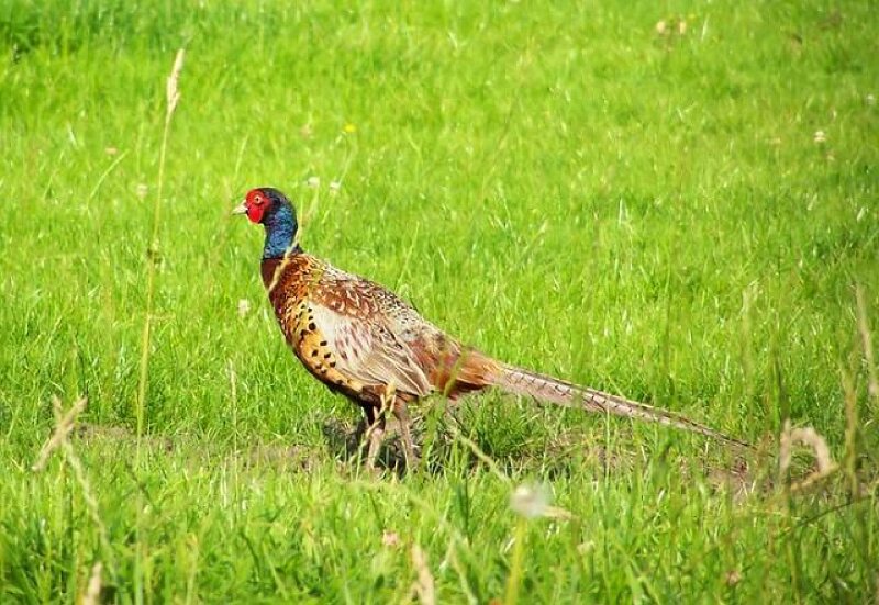 Pheasant in Grass — Green, Calm