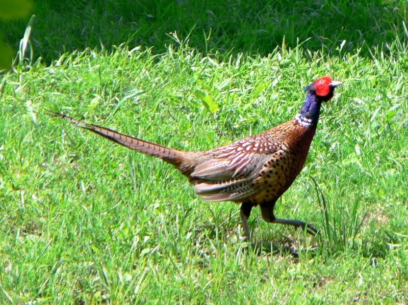 Pheasant in Grass