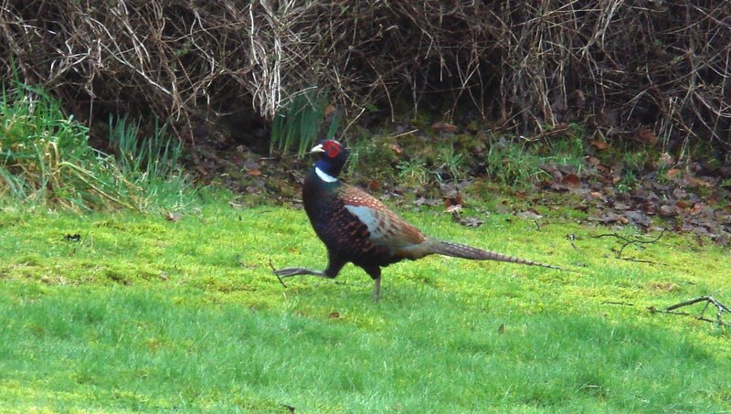 pheasant in grassy field