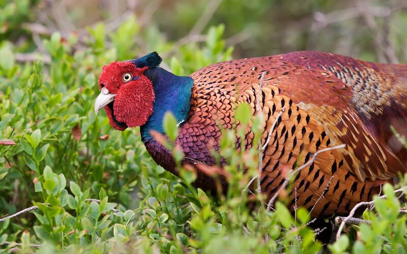 Pheasant in Green Foliage — Natural