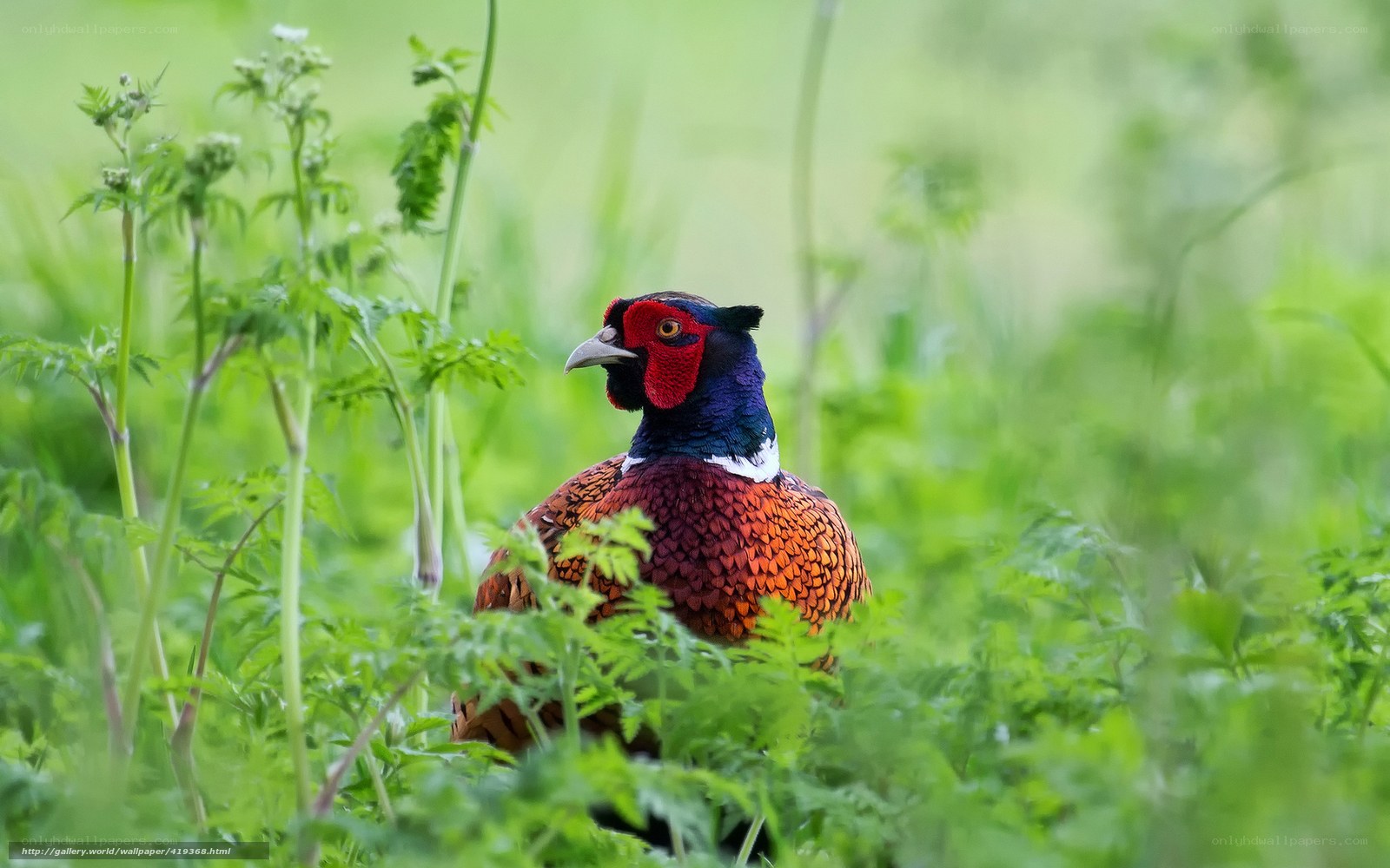 pheasant in green foliage