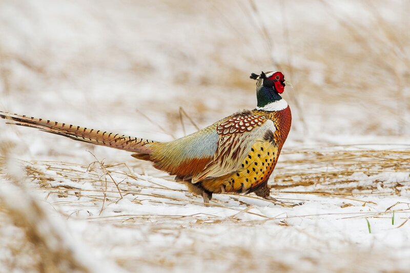 Pheasant in Snow — Brown, Calm
