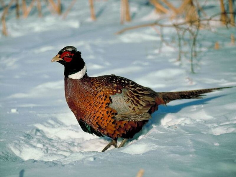 Pheasant in Snow
