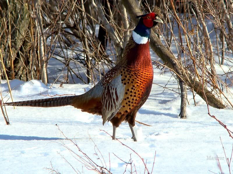 Pheasant in Snow — White