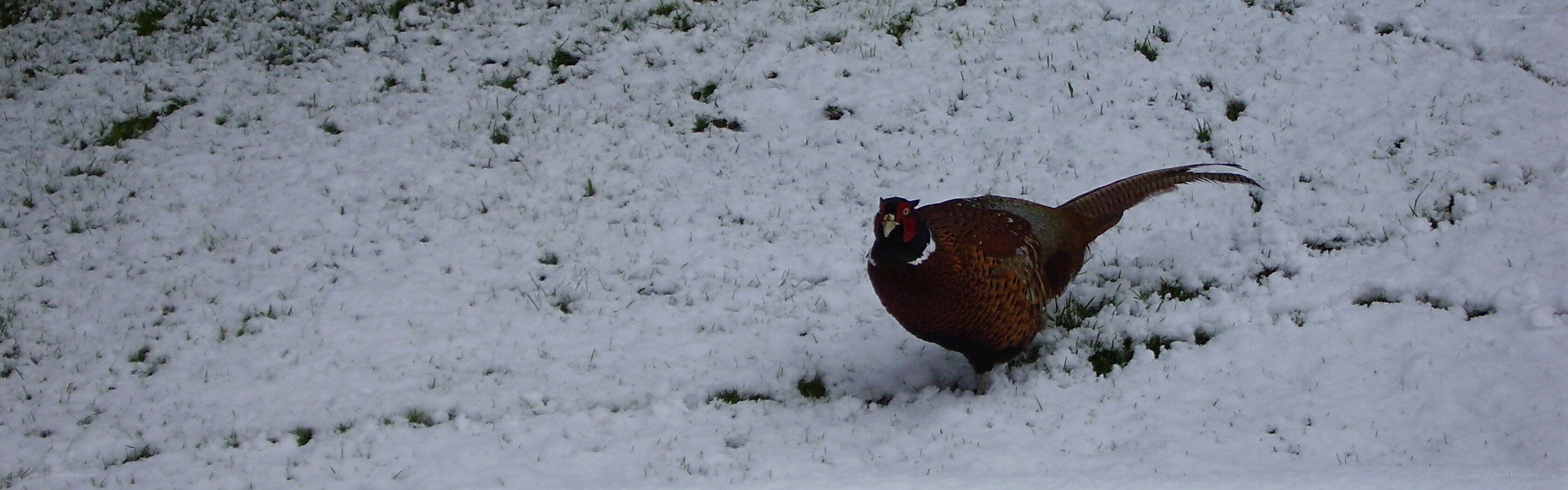 pheasant in snowy field