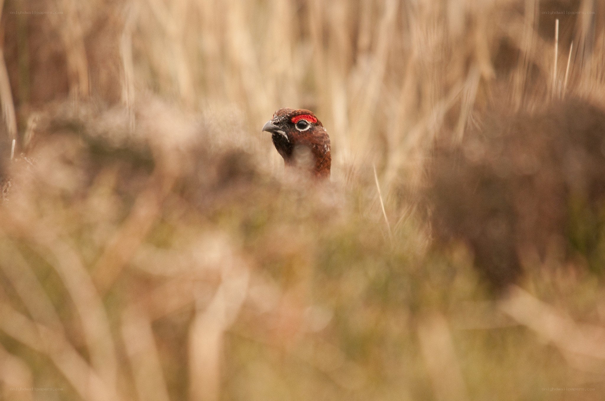 pheasant in tall grass