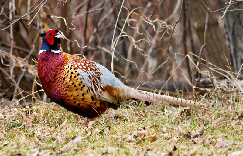 Pheasant in the grass