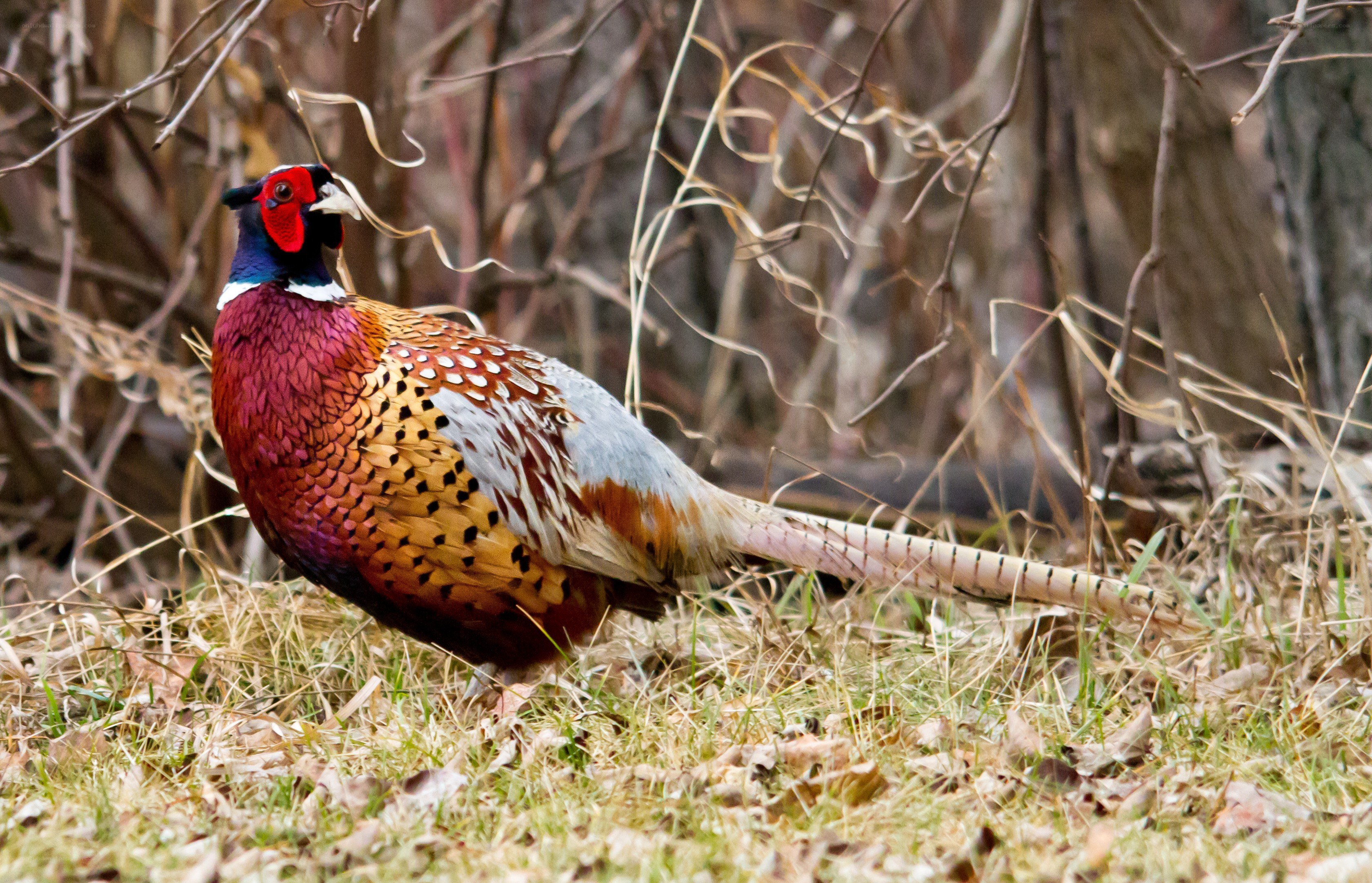 Pheasant in the grass