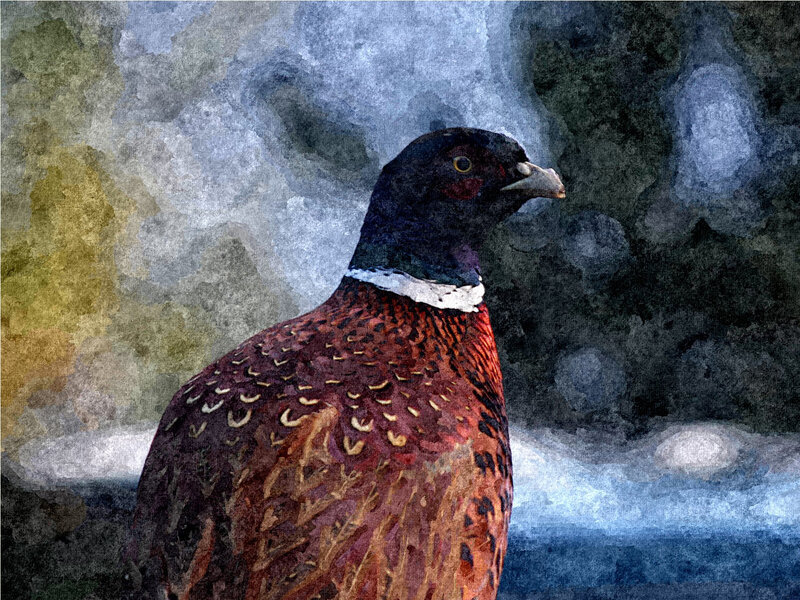 Pheasant in watercolor style
