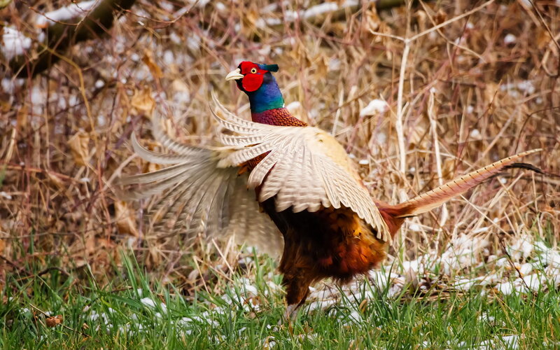 Pheasant in Winter