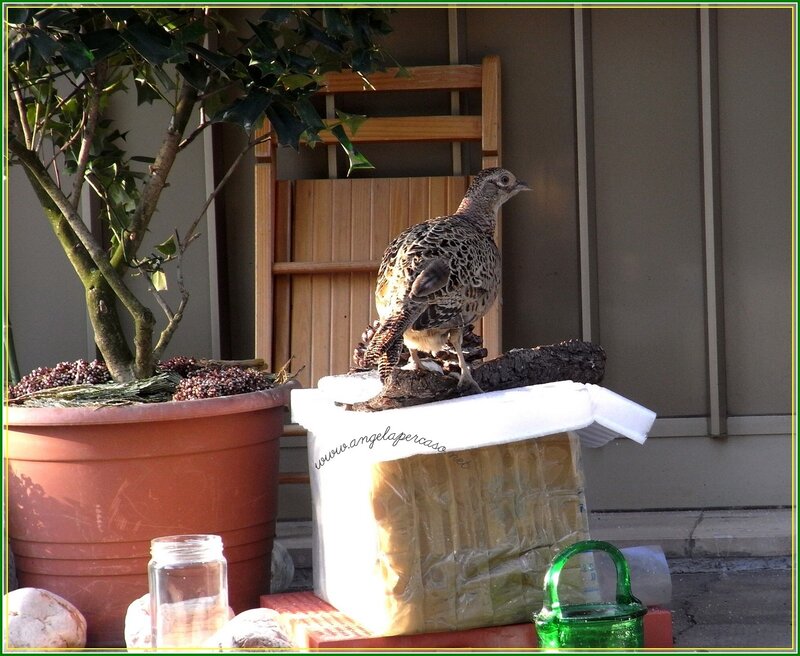 Pheasant on a Log