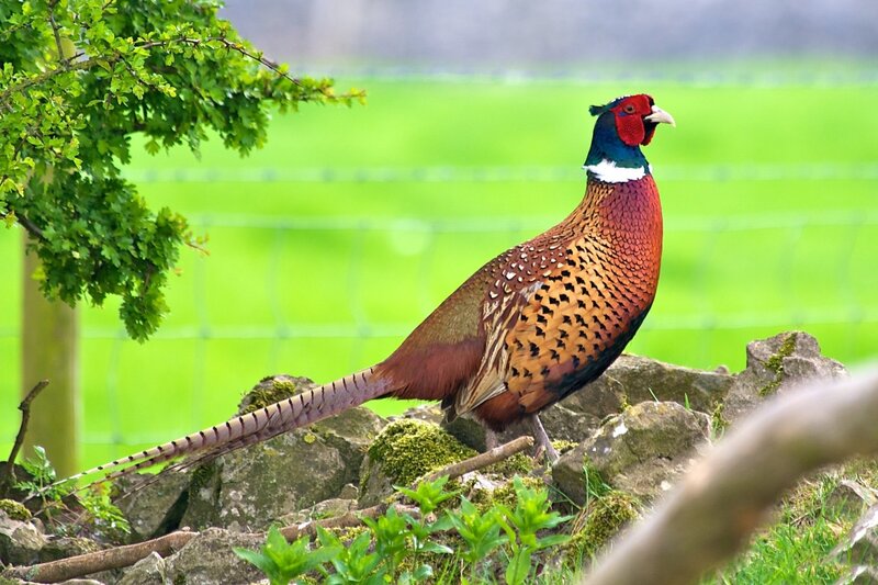 Pheasant on a Stone Wall