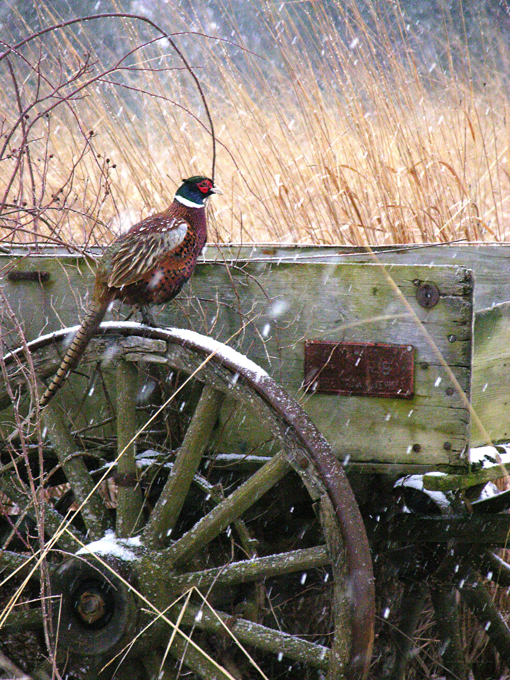 pheasant on a wagon in snow